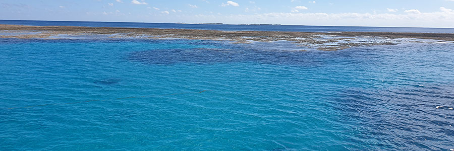 lady musgrave island water